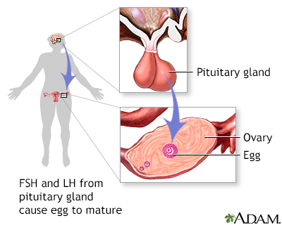 FSH and LH from pituitary gland