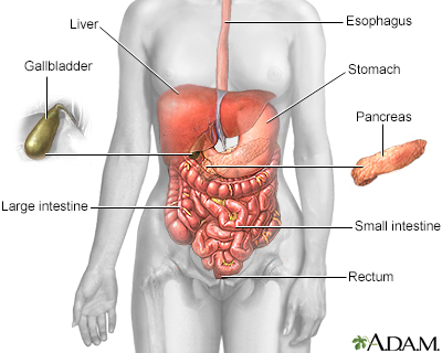 Digestive system