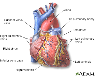 Heart - front view