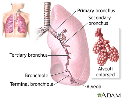 Lungs