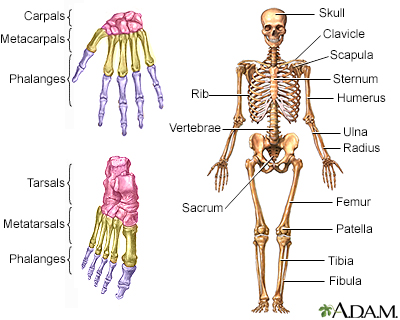 Skeleton