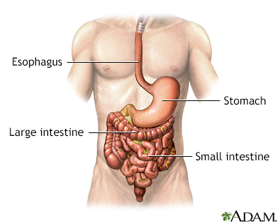 GI bleeding - series - Normal anatomy