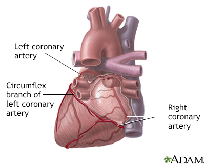 Posterior heart arteries