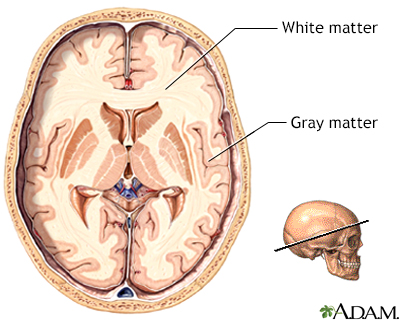 Gray and white matter of the brain