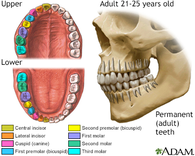 Development of permanent teeth