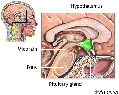 Hypothalamus