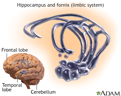 Limbic system