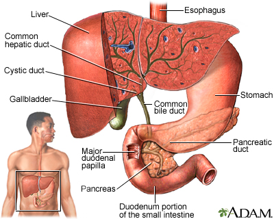 Gallbladder