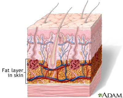 Fat layer in skin