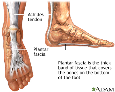 Plantar fascia