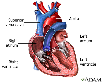 Heart chambers