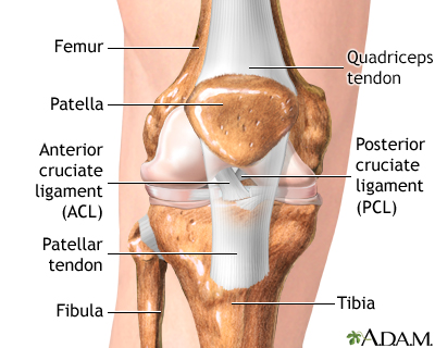 Anterior cruciate ligament repair - series