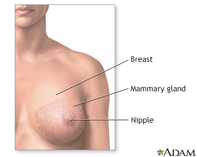 Breast lump removal - series - Normal anatomy