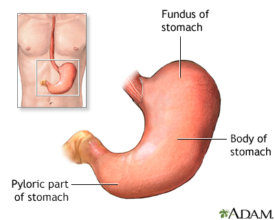 Stomach anatomy