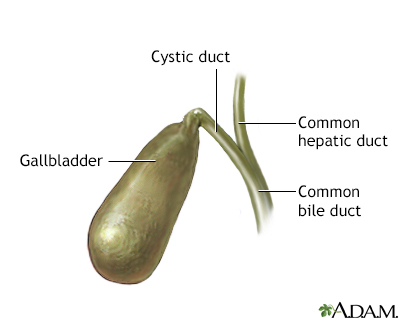 Gallbladder anatomy