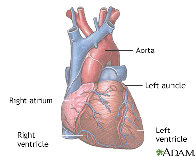 Normal anatomy of the heart