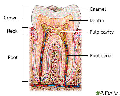 Tooth anatomy