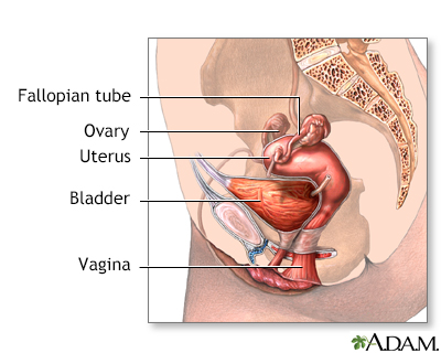 Normal female anatomy