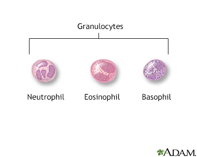 Granulocyte