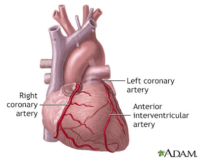 Anterior heart arteries