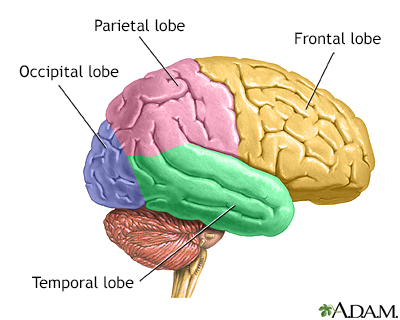 Lobes of the brain