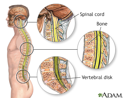 Spinal anatomy