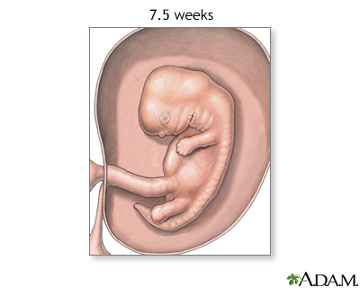 Fetus at 7.5 weeks