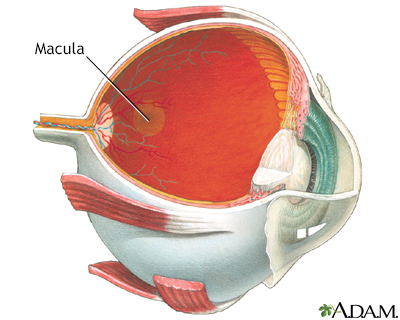 Macula