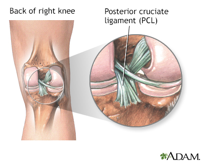 Posterior cruciate ligament of the knee