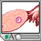 Egg cell production