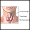 Parathyroidectomy - normal anatomy