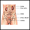 Male urinary tract