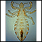 Body louse