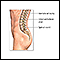 Spinal fusion - series - Normal anatomy