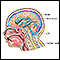 Ventriculoperitoneal shunt - series