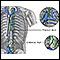 Circulation of lymph