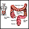 Large intestine (colon)