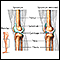 Knee joint