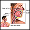 Upper respiratory tract