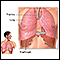 Diaphragm and lungs