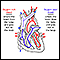 Circulation of blood through the heart