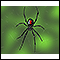 Black widow spider