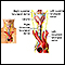 Nerves of the larynx