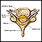 Vertebra and spinal nerves