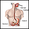 Esophagogastroduodenoscopy (EGD)