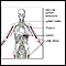 Immune system structures