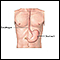 Esophagus and stomach anatomy