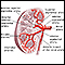 Kidney blood supply