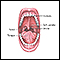 Mouth anatomy