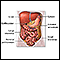 Abdominal organs